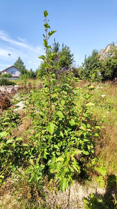 Продаж ділянки на Антоновича!