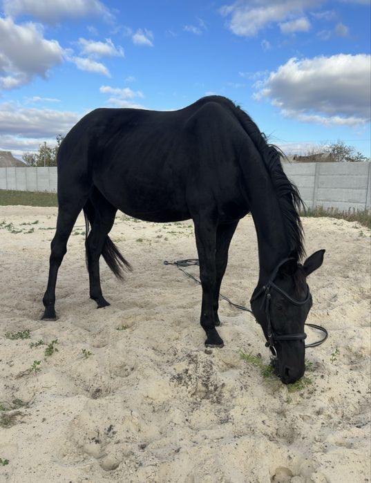 Кобила, кінь , лошадь