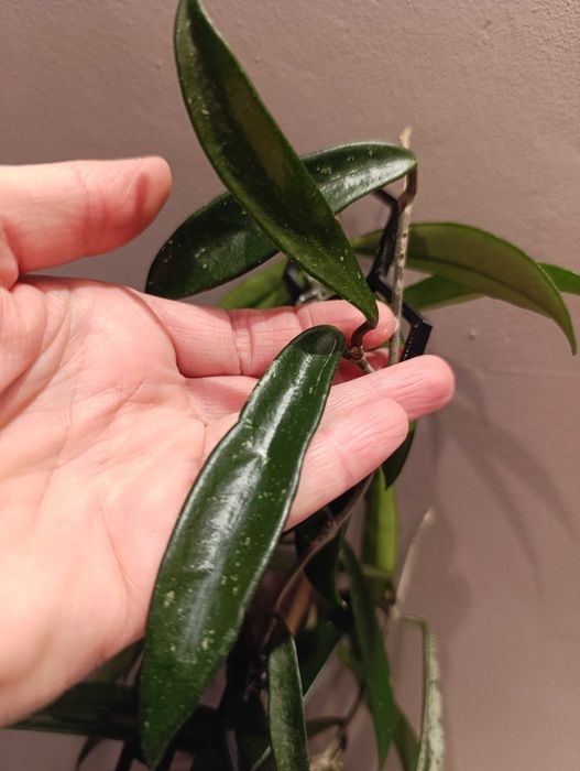 Philodendron scandens cięty  lub Scindapsus Argyreus Pictus lub inn