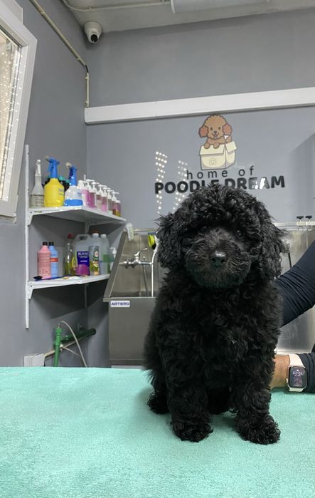 Lindo puppy de Caniche/Poodle medio procura novo dono!!!