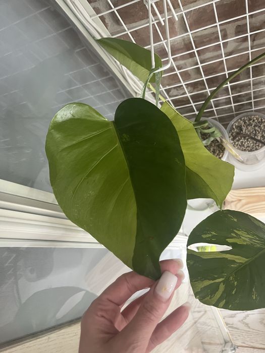Monstera Green on green - kolekcjonerska, 3 listny szczyt LF