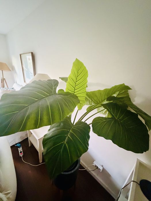 OFERTA - Planta Grande com vaso e suporte elevado
