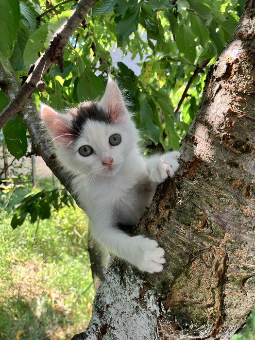 Грайливі Кошенята!!!