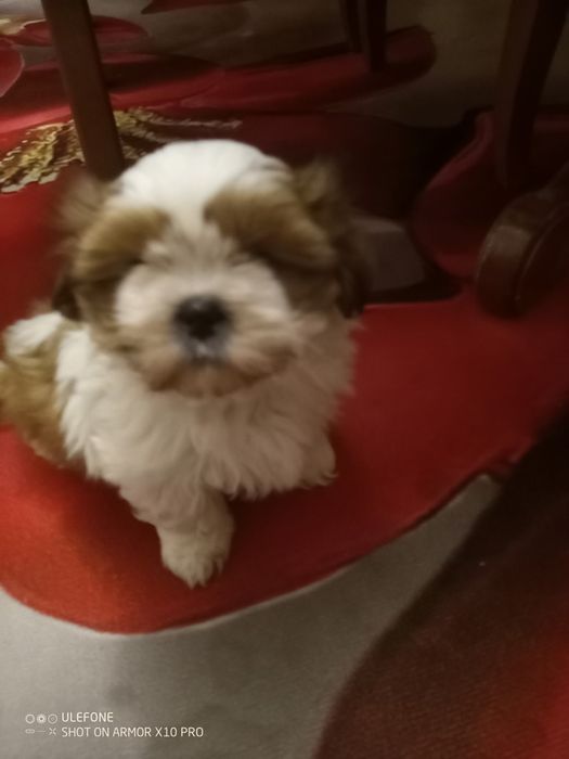 Suczka  SHIH TZU