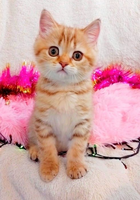 Золота шоколадна шиншила таббі дівчинка очаровашка Скотіш Страйт