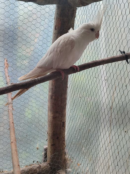 Caturra branca macho