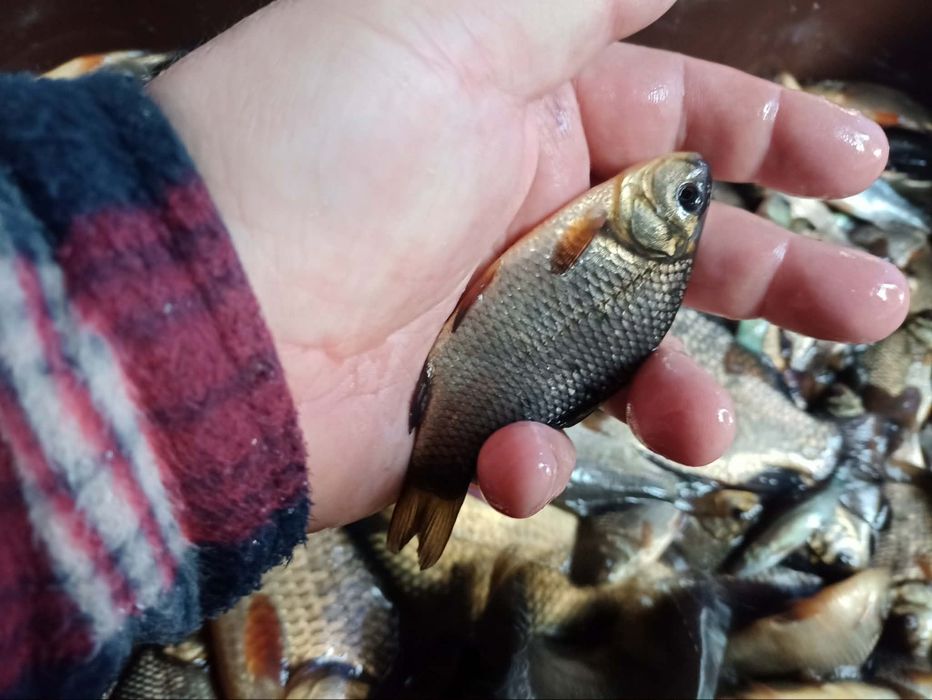 Karp kroczek narybek lin amur