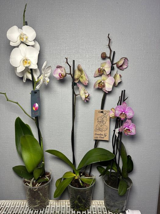 Цимбідіум Мультифлора Равелло Монтре Монако Аромо орхідея міні Орхидеи