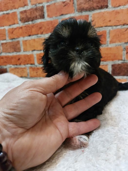 Dziewczynka Shih-tzu