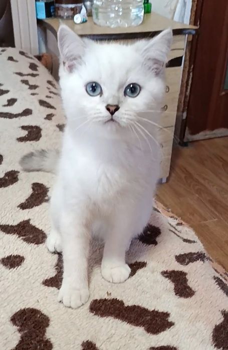 Мальчик шиншилла поинт
