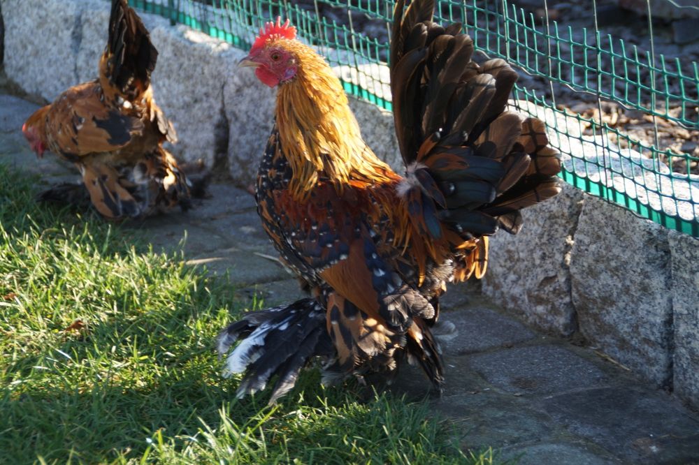 Kury ozdobne karzełek łapciaty