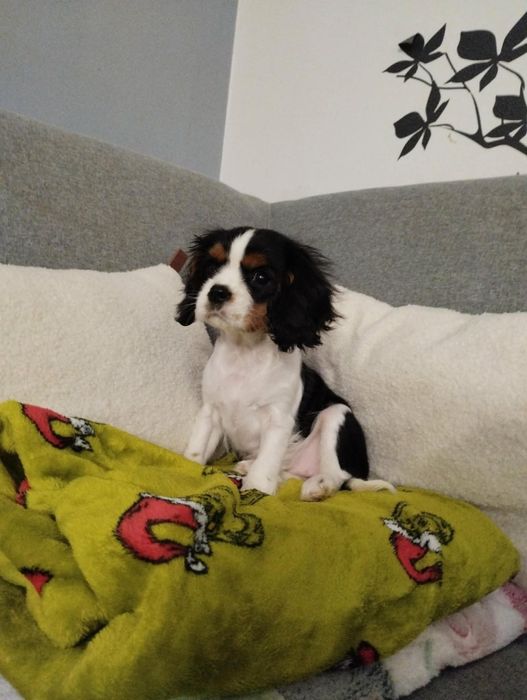 Cavalier King Charles Spaniel, suczka.