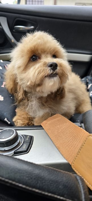 Cavapoo/ dziewczynka