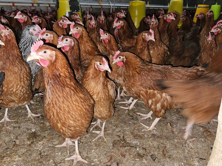 Młode kurki nioski Rosa dowóz gratis