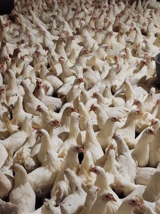 Kury nioski Rosa z wolnego wybiegu. Messa z jajkiem. Dowóz Gratis