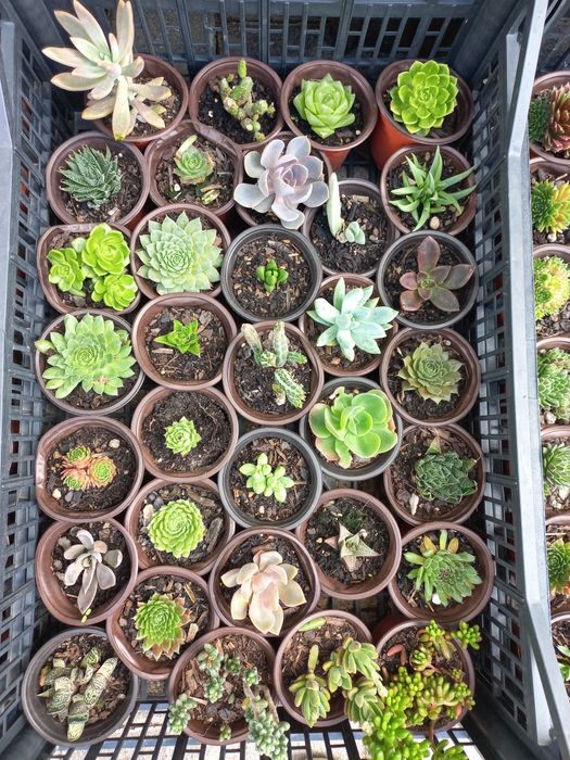 Suculentas "mini"