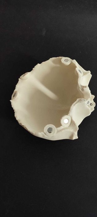 Czaszka ludzka - materiał edukacyjny