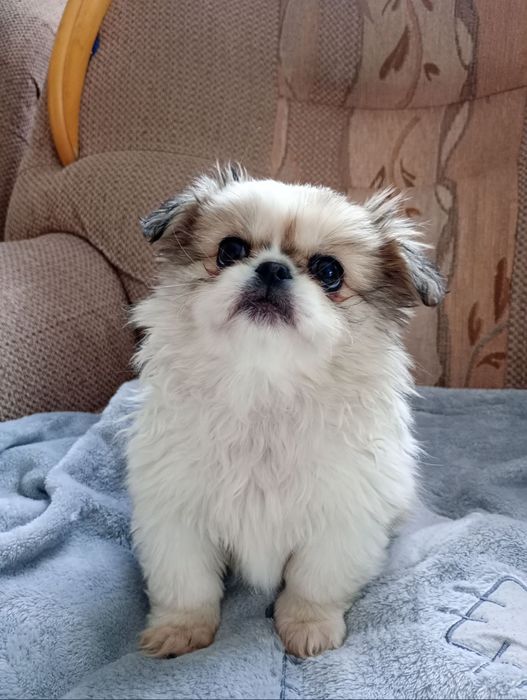 Słodki   Pekińczyk z rodowodem.