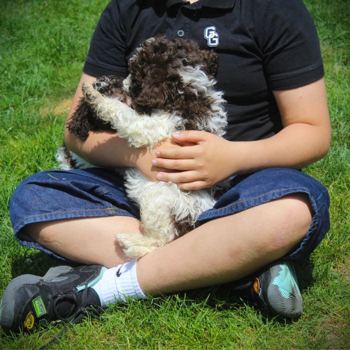 Lagotto Romagnolo piesek ZKwP FCI