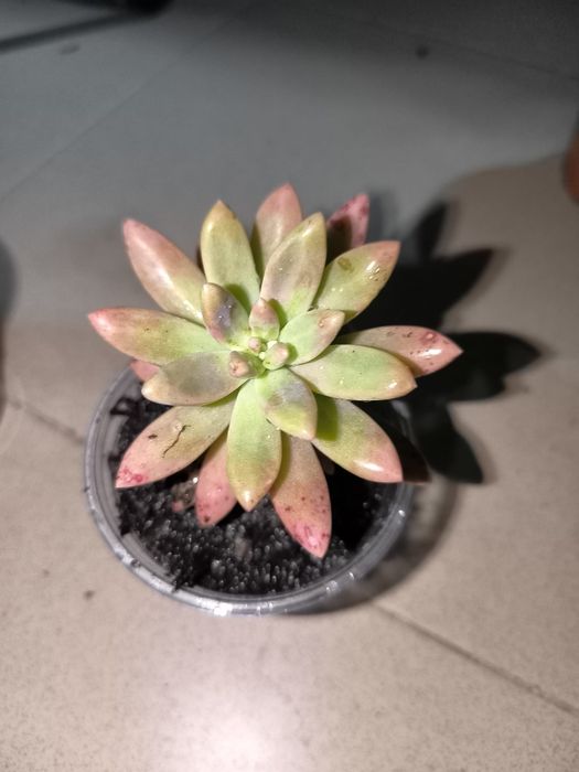 Suculentas promoção 2 por 1 euro