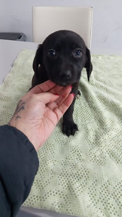 2 meninas  e 1 menino com 2 mesinhos para adopção