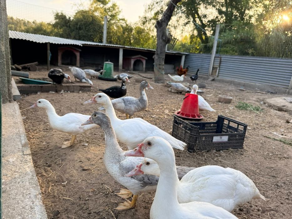 Patos e Galinhas
