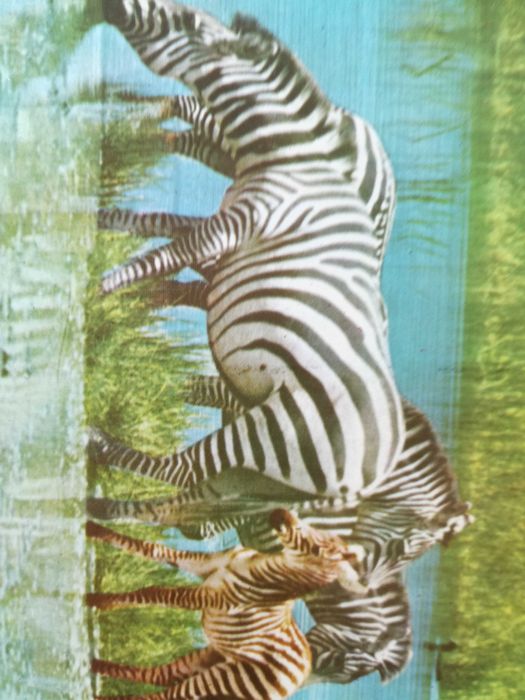 Vendo coleção de 9 postais de Fauna Africana,serie completa.