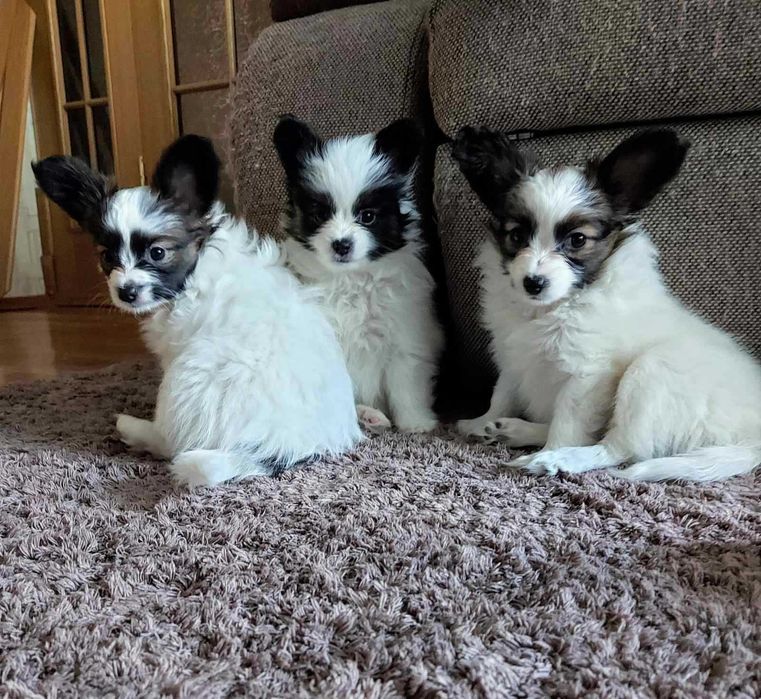 Щенки папійону, папильон, папільон