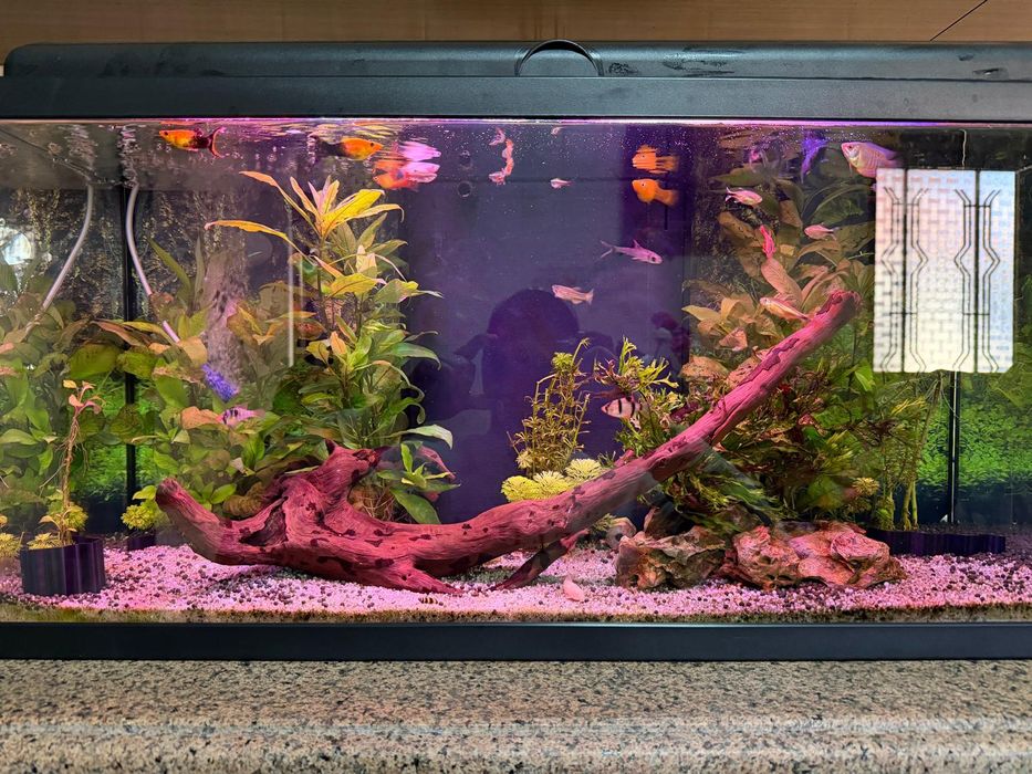 Aquário completo de água quente tudo incluído com peixes