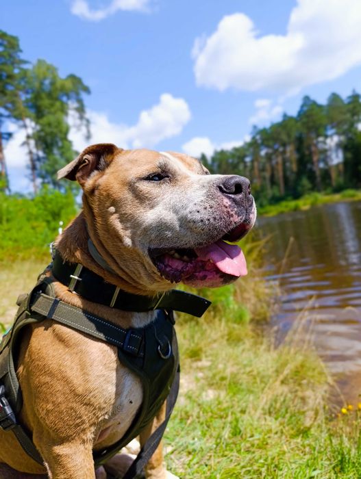 Hej człowiek zaadoptujesz mnie?
