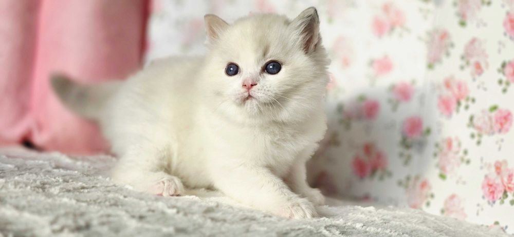 Piękna kotka Ragdoll