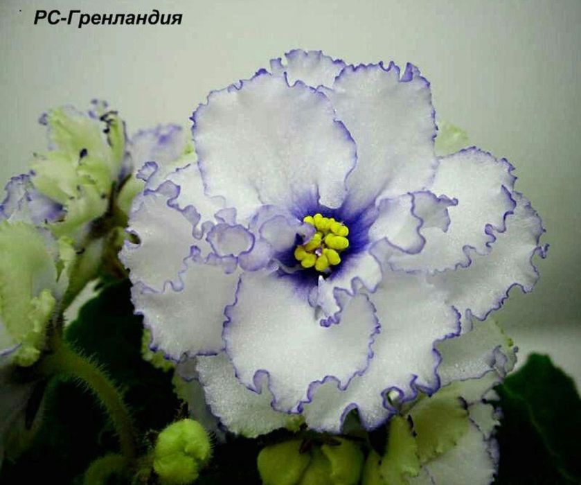 Сенполии фиалки 70 сортов