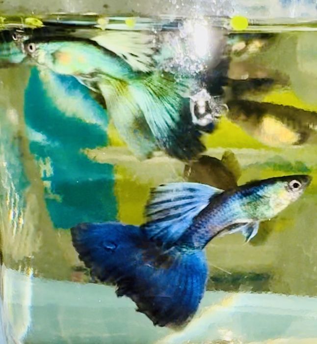 гуппі мікс, сині зелені