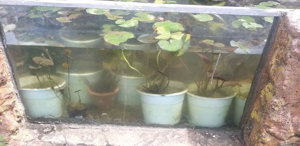 Carpas Koi  coloridas   Promoçao de Nenufares  diversas cores   outono