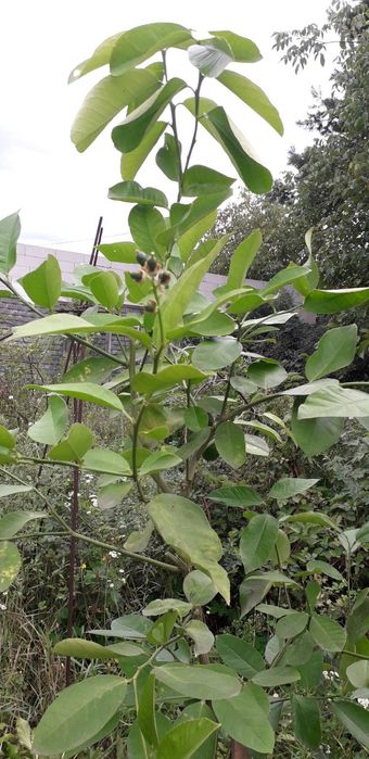 Цитрус Лимон Юбилейний