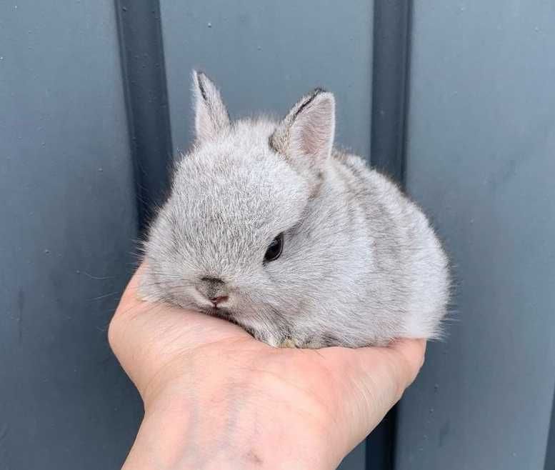 KIT Coelhos anões angorá, holandês mini e teddy desparasitados