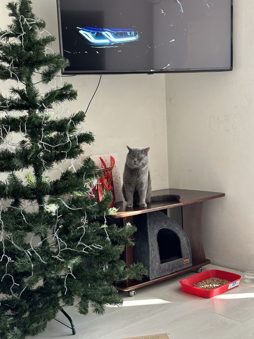 Шотландский прямоухий кот . Вязка котов