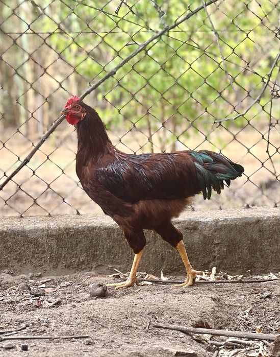 Rhode Island Red