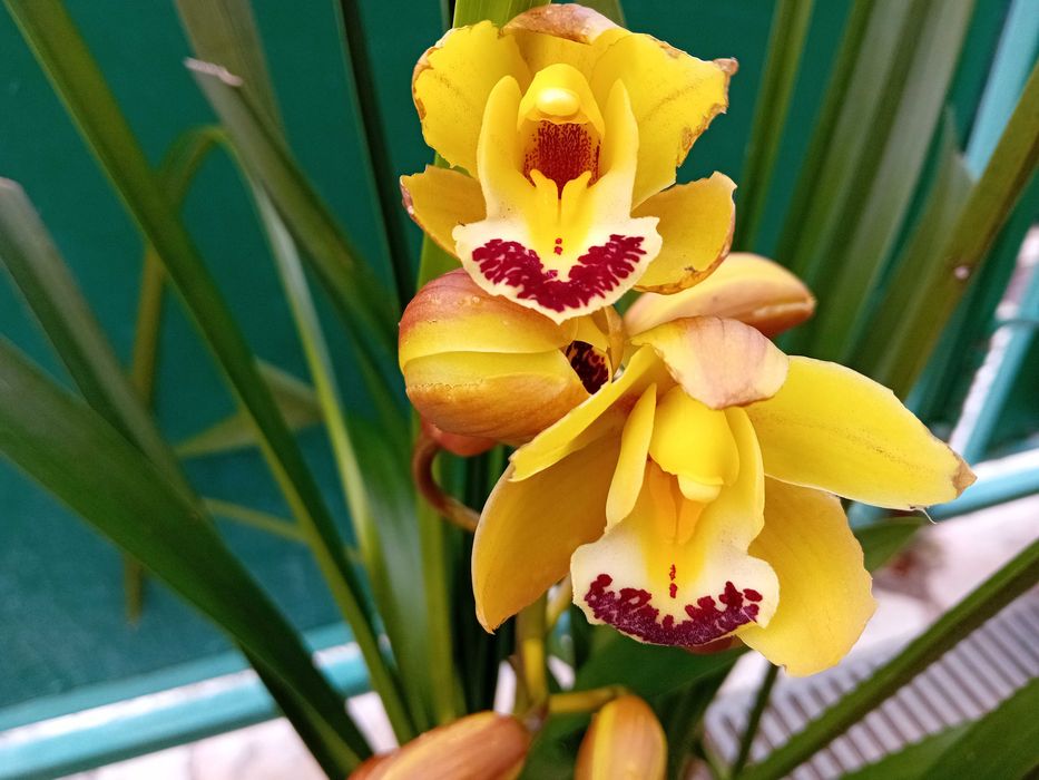 Orquídea Amarela