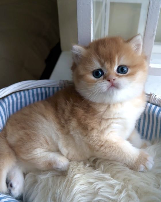 Золота шмншила британське кошеня