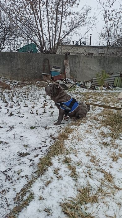 Мне 4 месяца я Шар-пей