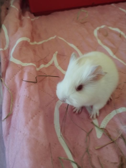 świnka morska chłopczyk