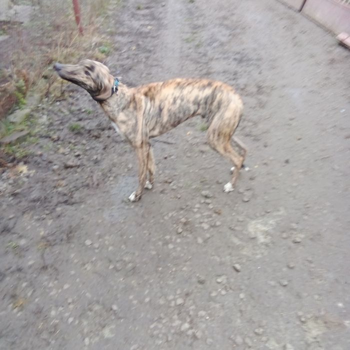 Терміново кобель грейхаунд