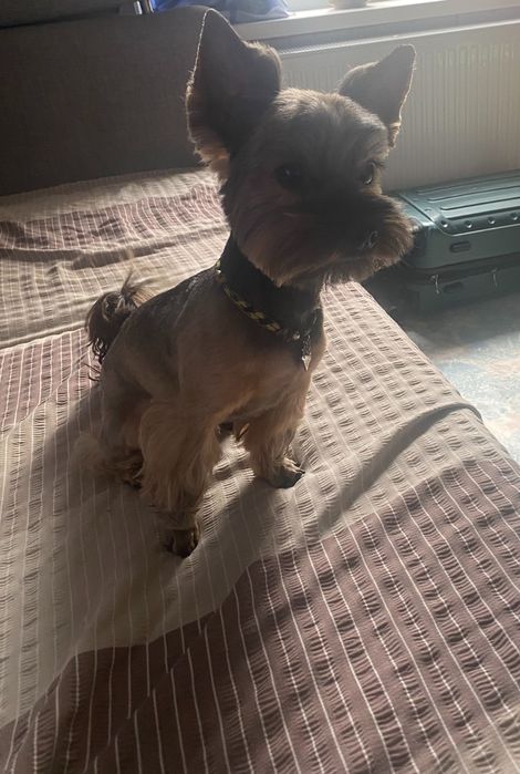 В’язка , пошук дівчинки Йорка