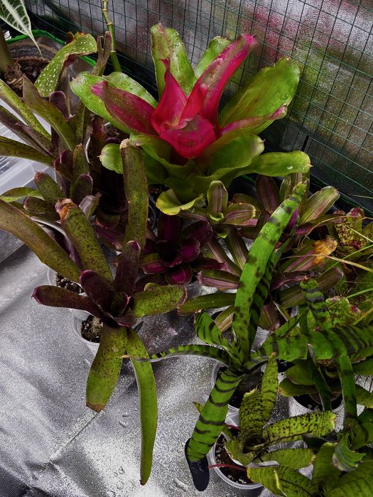 Neoregelie, bromelie, rośliny do terrarium, paludarium