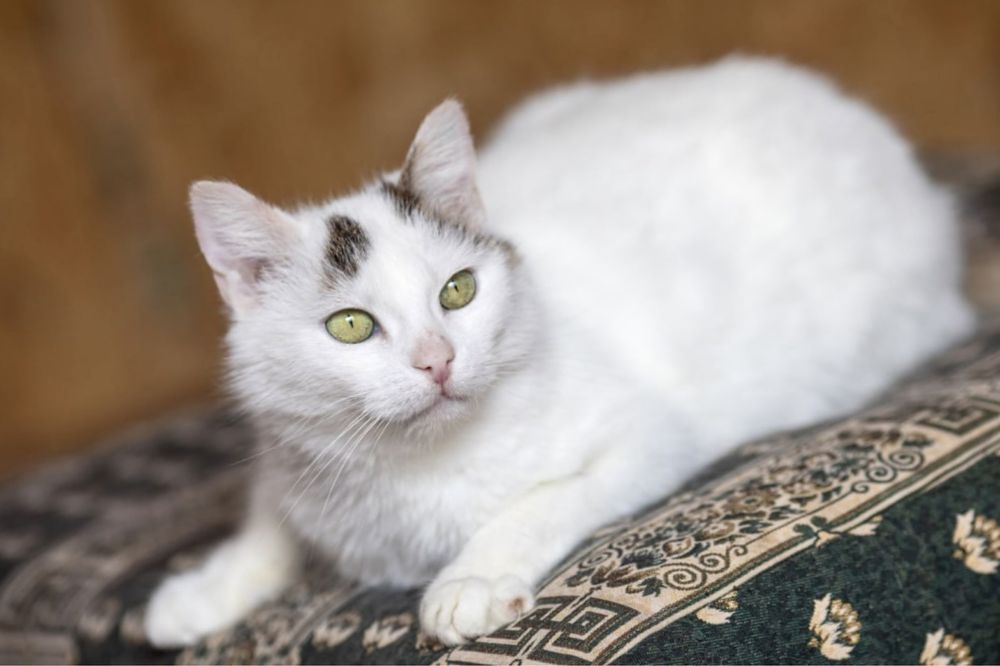 Манка кошечка 1 год, ручная красивая киса, малышка