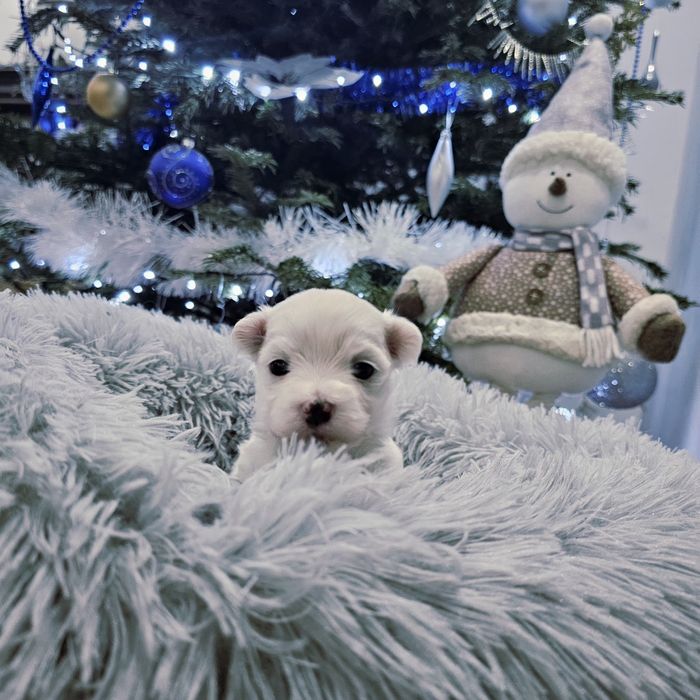 Sunia rasy Maltańczyk  z rodowodem wielopokoleniowym