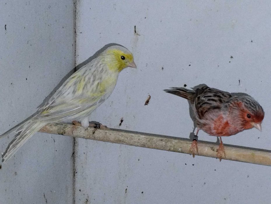 Canário macho ágata vermelho e opalas amarelo