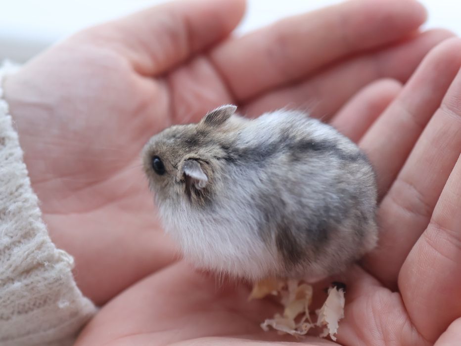 Klatka + Chomik dżungarski maleństwo