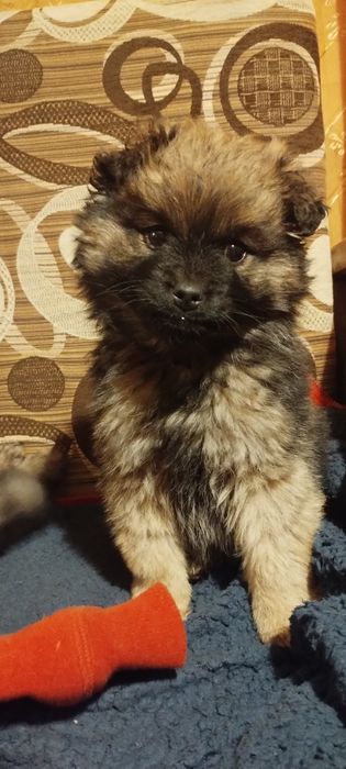 Oddam za darmo szczeniaczki